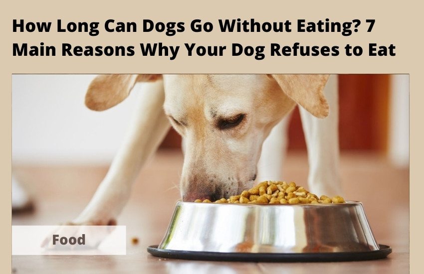  How Long Can Dogs Go Without Eating? 7 Main Reasons Why Your Dog Refuses to Eat
