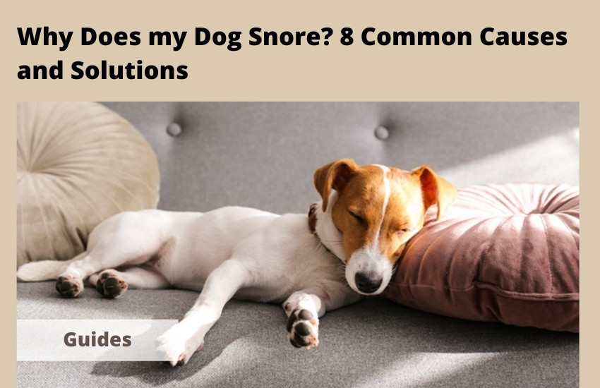  Why Does my Dog Snore? 8 Common Causes and Solutions
