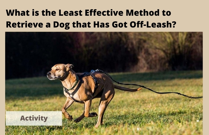 What is the Least Effective Method to Retrieve a Dog that Has Got Off-Leash?