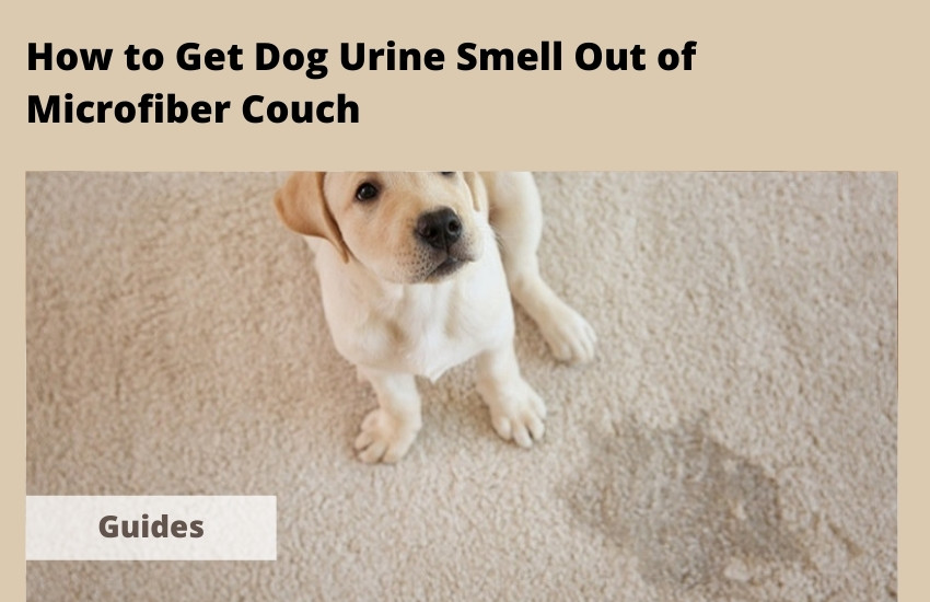  How to Get Dog Urine Smell Out of Microfiber Couch