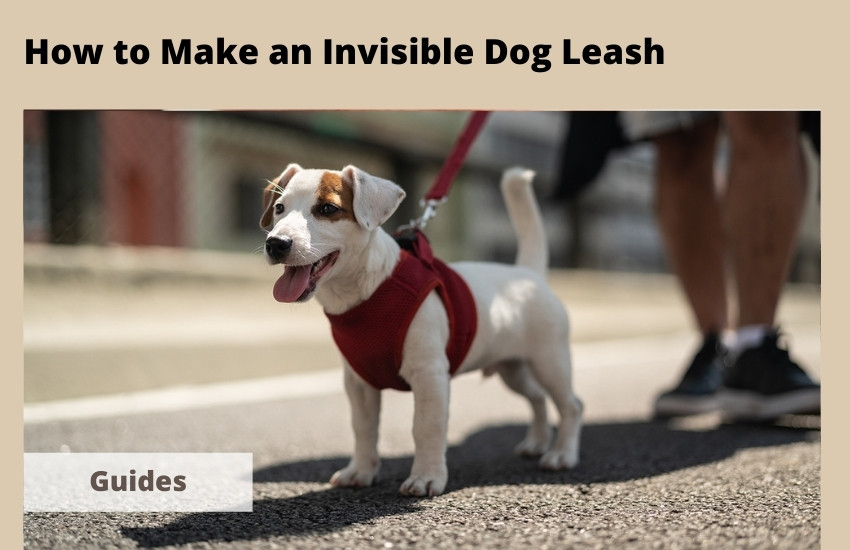 invisible dog lead