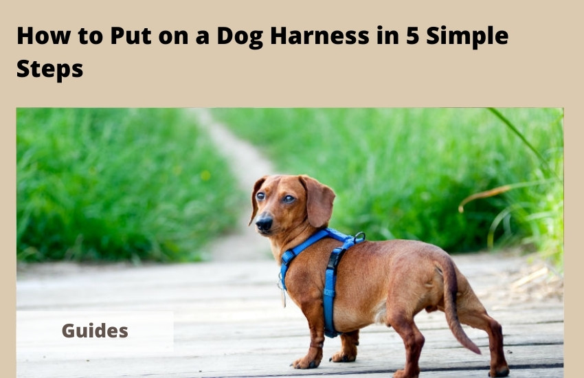  How to Put on a Dog Harness in 5 Simple Steps