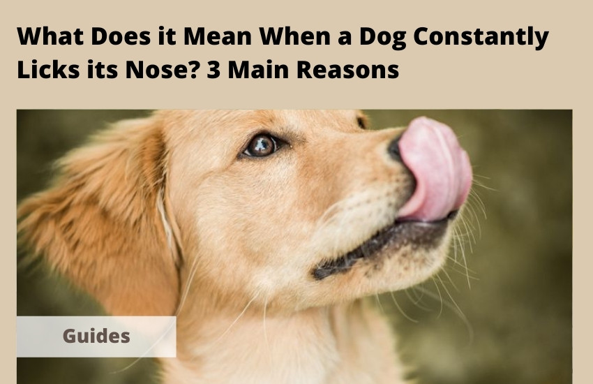  What Does it Mean When a Dog Constantly Licks its Nose? 3 Main Reasons