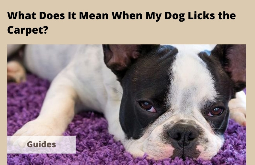  What Does It Mean When My Dog Licks the Carpet?