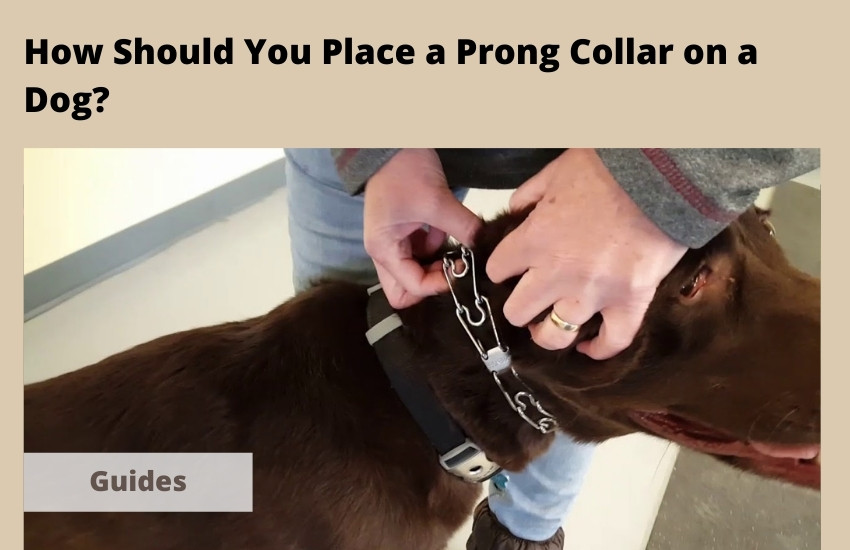  How Should You Place a Prong Collar on a Dog?