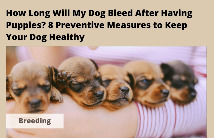  How Long Will My Dog Bleed After Having Puppies? 8 Preventive Measures to Keep Your Dog Healthy