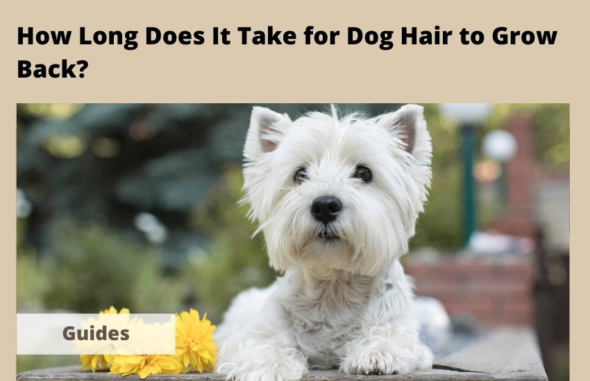  How Long Does It Take for Dog Hair to Grow Back?