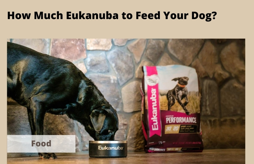  How Much Eukanuba to Feed Your Dog?