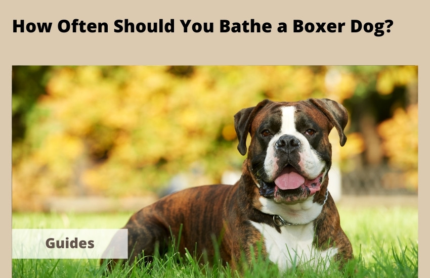  How Often Should You Bathe a Boxer Dog?