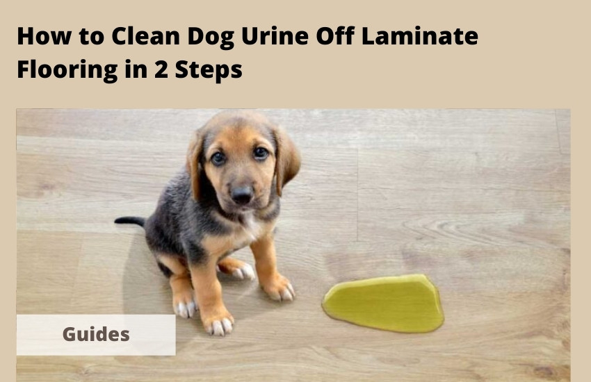  How to Clean Dog Urine Off Laminate Flooring in 2 Steps