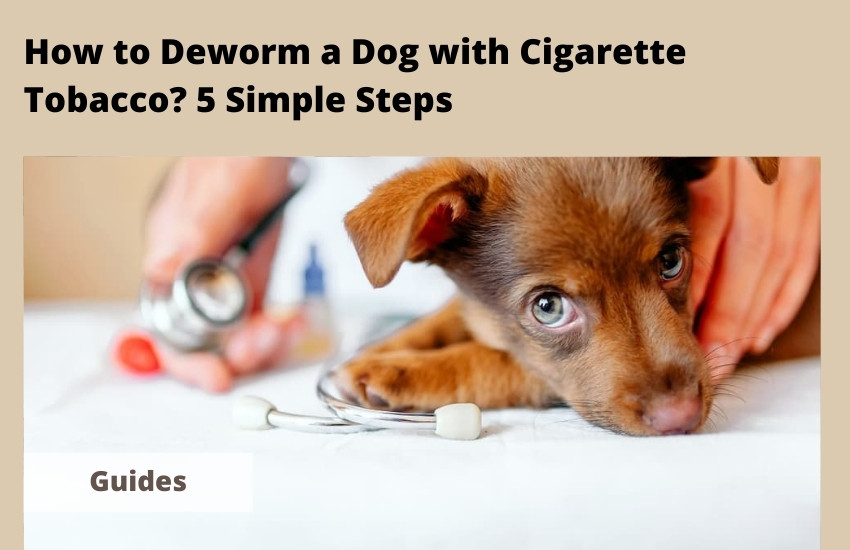  How to Deworm a Dog with Cigarette Tobacco? 5 Simple Steps