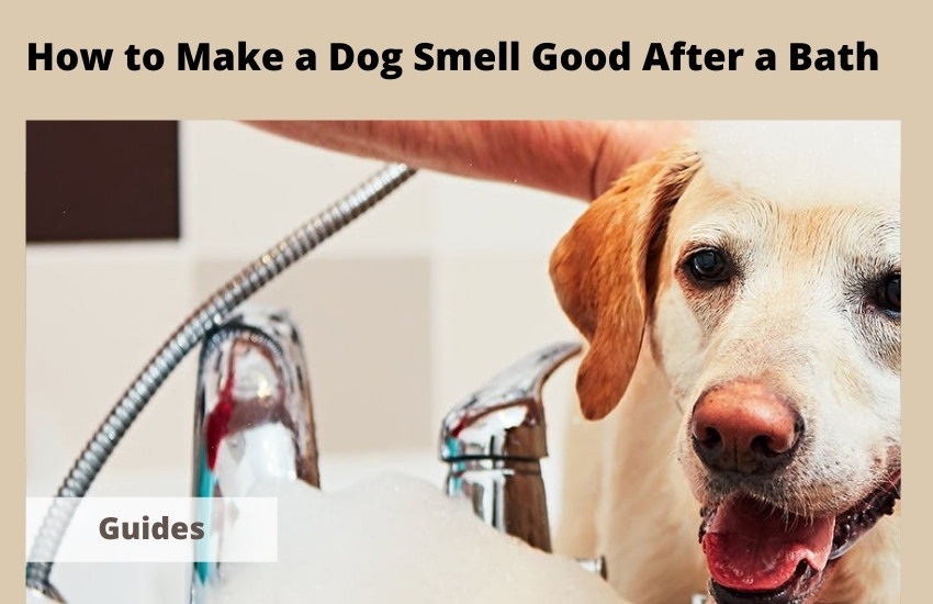  How to Make a Dog Smell Good After a Bath