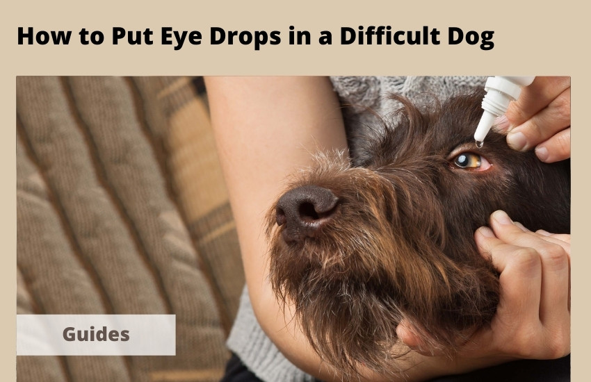  How to Put Eye Drops in a Difficult Dog