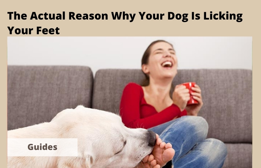  The Actual Reason Why Your Dog Is Licking Your Feet