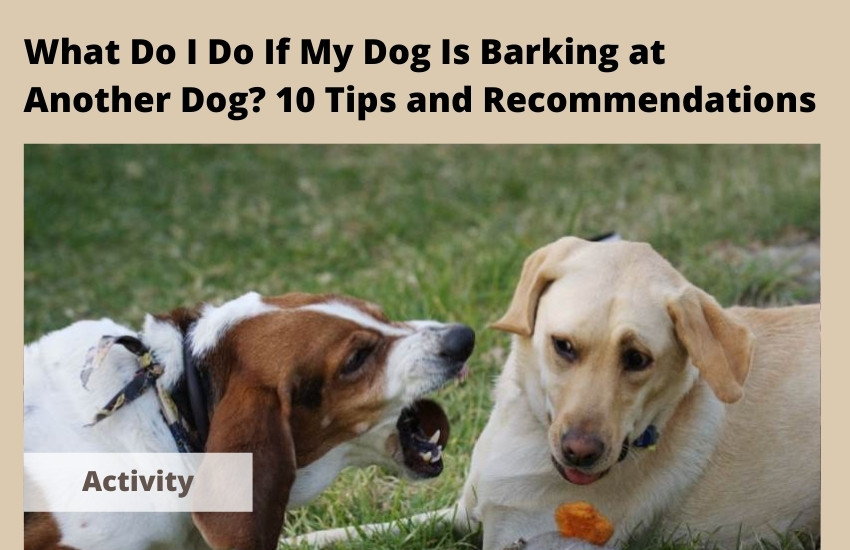 What Do I Do If My Dog Is Barking at Another Dog? 10 Tips and Recommendations