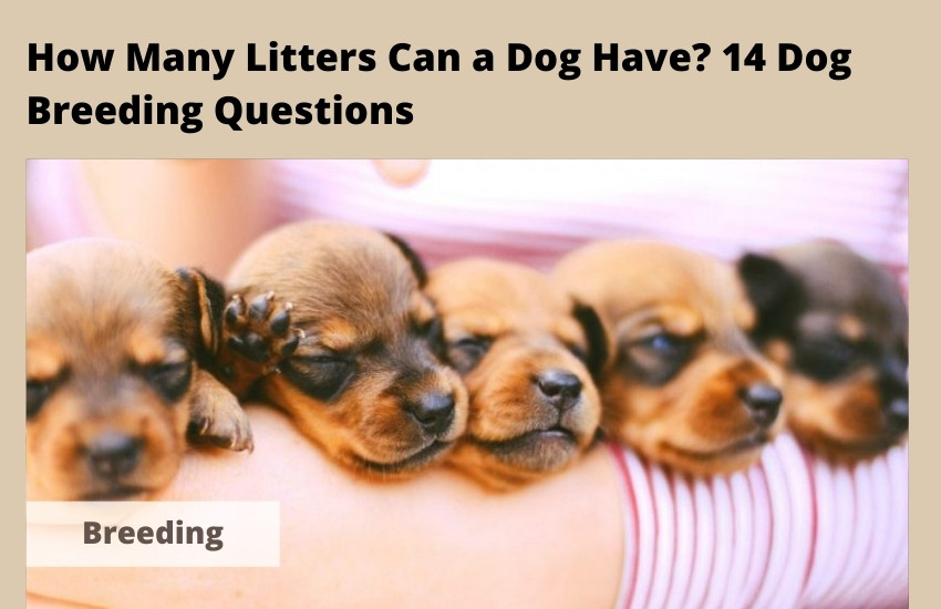  How Many Litters Can a Dog Have? 14 Dog Breeding Questions