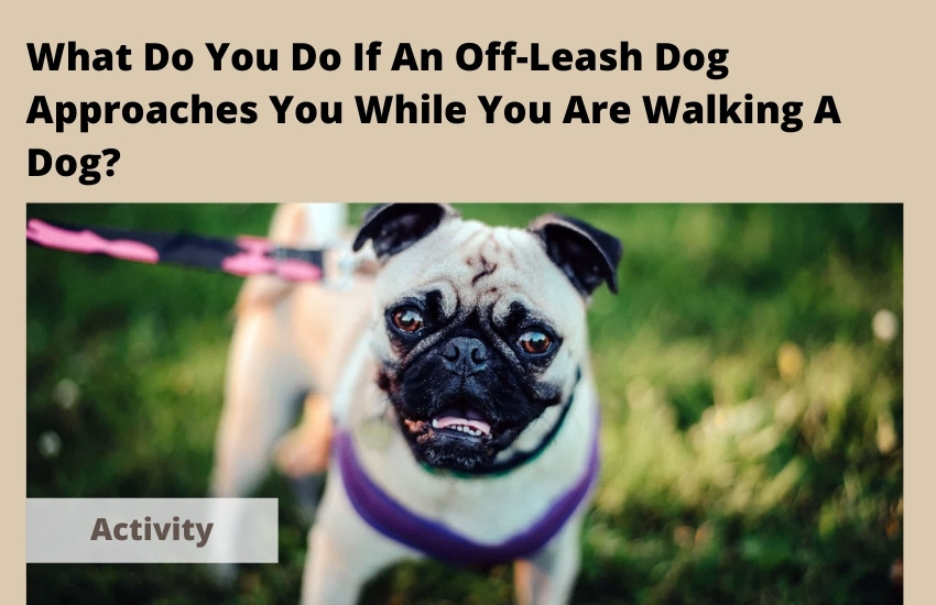  What Do You Do If An Off-Leash Dog Approaches You While You Are Walking A Dog?