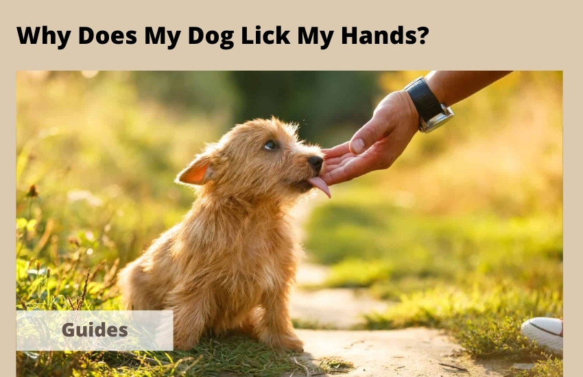 Why Does My Dog Lick My Hands?