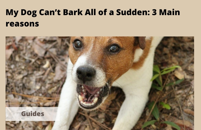  My Dog Can’t Bark All of a Sudden: 3 Main reasons
