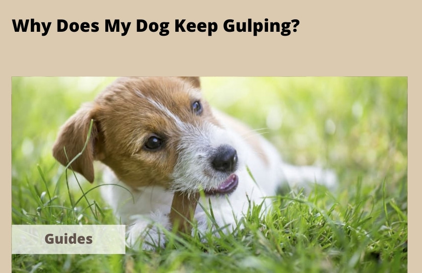  Why Does My Dog Keep Gulping? 8 Common Reasons