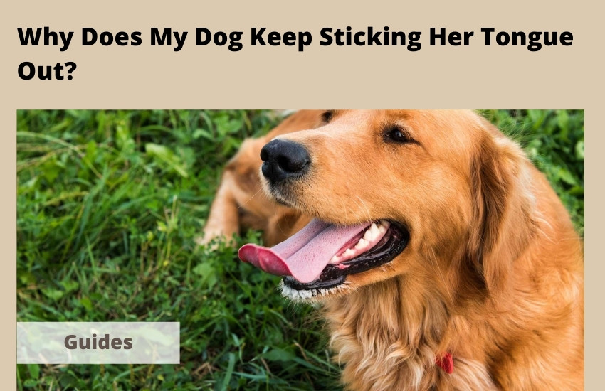  Why Does My Dog Keep Sticking Her Tongue Out? 3 Main Reasons