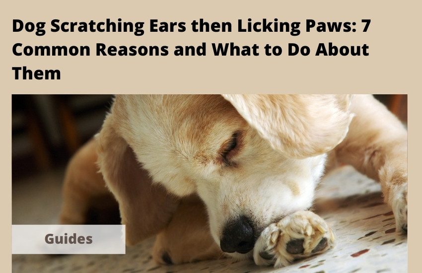  Dog Scratching Ears then Licking Paws: 7 Common Reasons and What to Do About Them