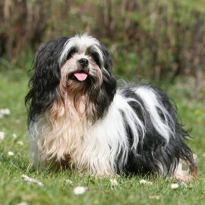 Lhasa Apso Dog Breed Information & Pictures [ From The Heart Dogs ]