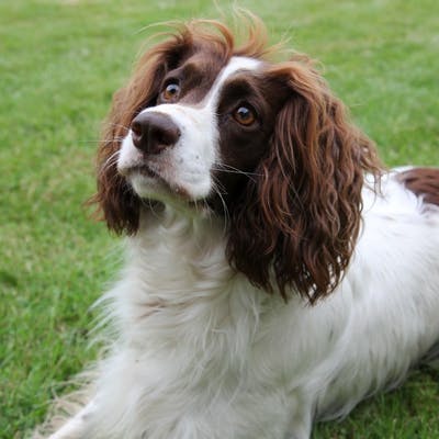 French Spaniel Dog Breed Information & Pictures [ From The Heart Dogs ]