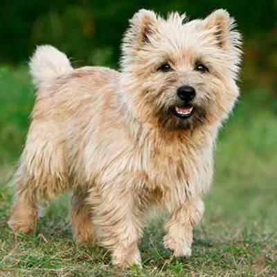 Cairn Terrier Dog Breed Information & Pictures [ From The Heart Dogs ]
