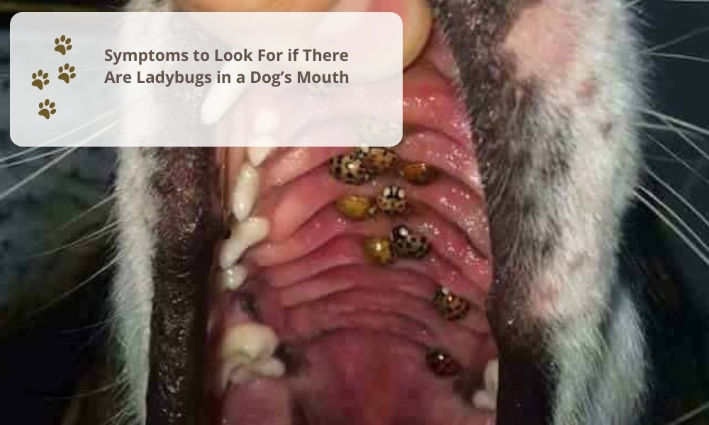 A Midwinter Nightmare: Ladybugs in Dogs Mouths