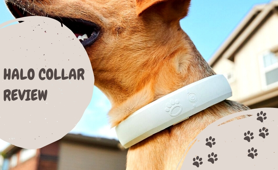 Halo Collar Review From The Heart Dogs